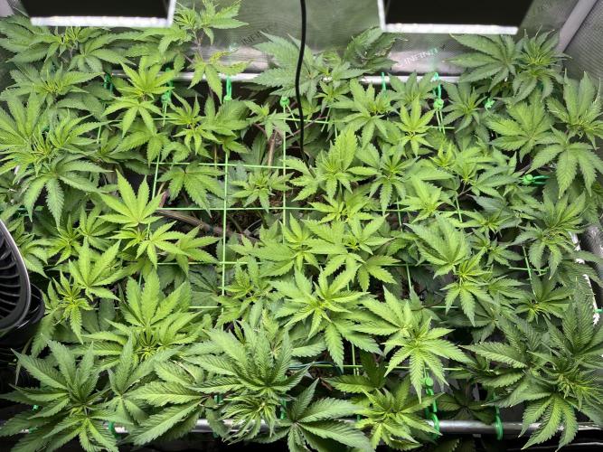 Pink Milk • Solfire. Week 8