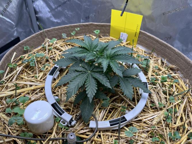 Last Dance in Living Soil. Week 19