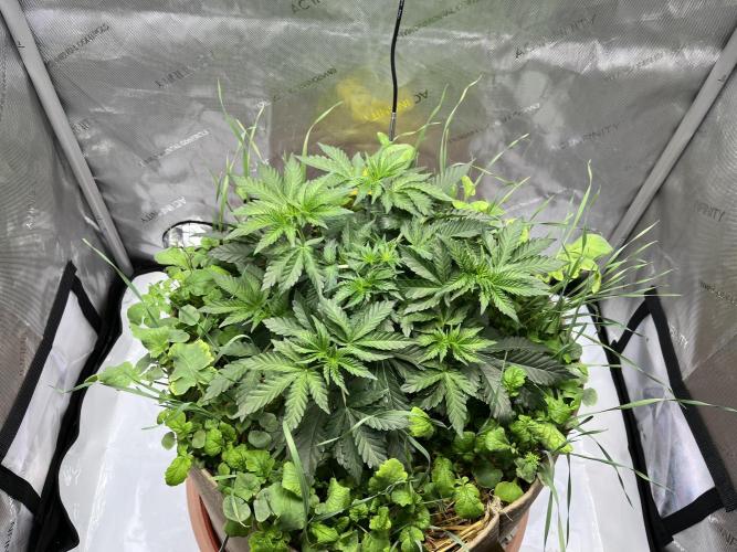 Last Dance in Living Soil. Week 19