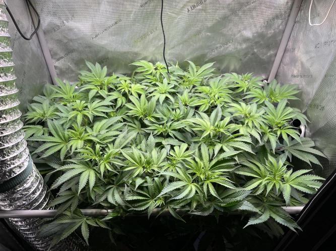 Last Dance in Living Soil. Week 19