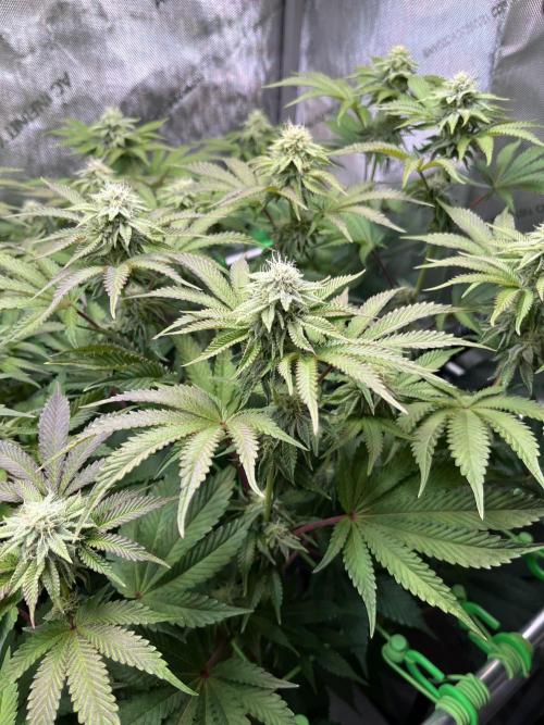 Last Dance in Living Soil. Week 19