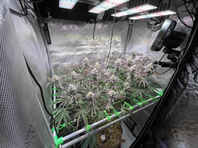 Last Dance in Living Soil. Week 19