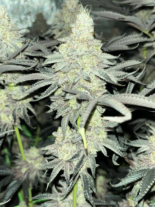 Last Dance in Living Soil. Week 19