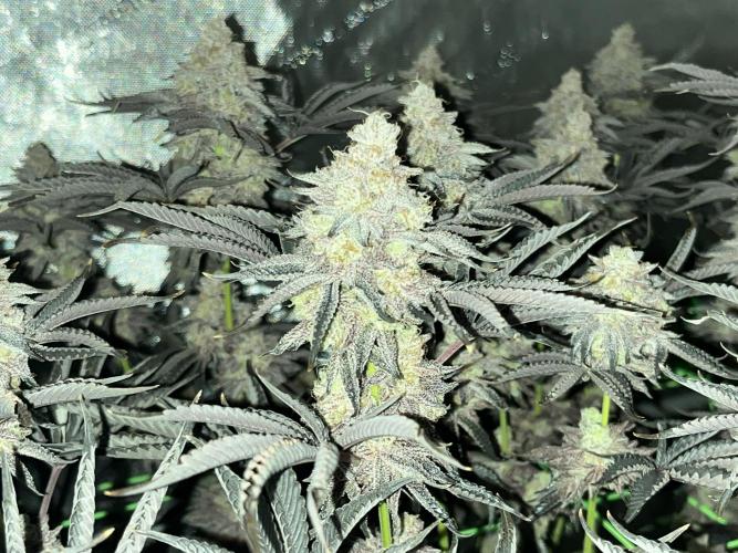 Last Dance in Living Soil. Week 19