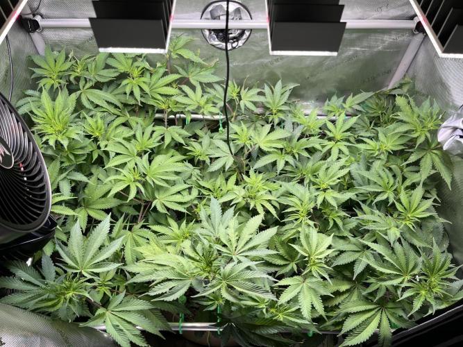 Pink Milk • Solfire. Week 9