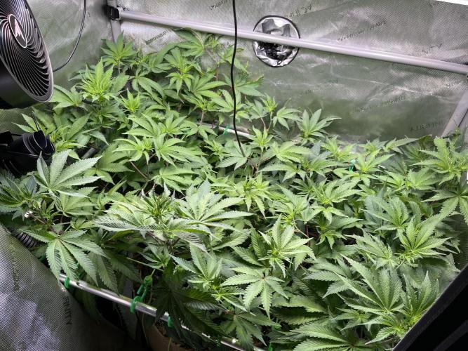 Pink Milk • Solfire. Week 9