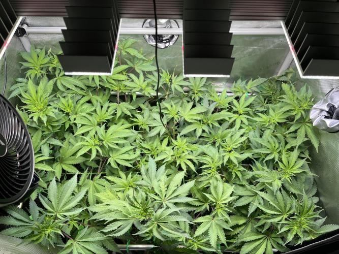 Pink Milk • Solfire. Week 9