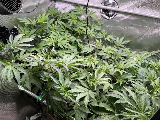 Pink Milk • Solfire. Week 9
