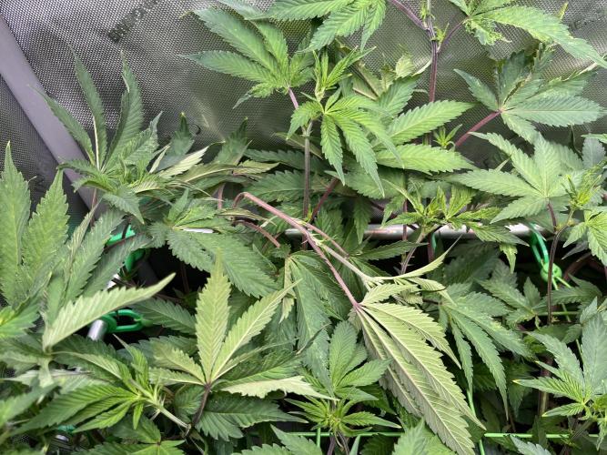 Pink Milk • Solfire. Week 9