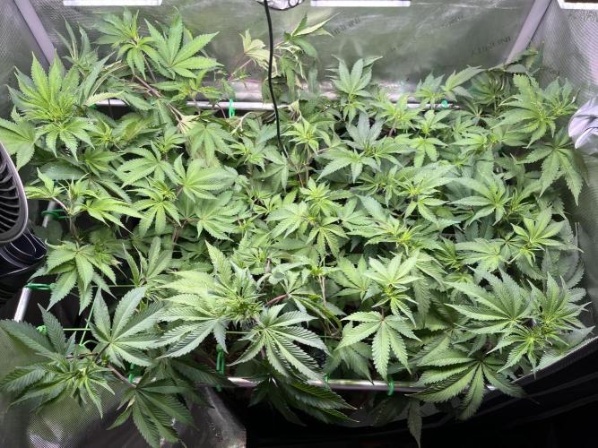 Pink Milk • Solfire. Week 9