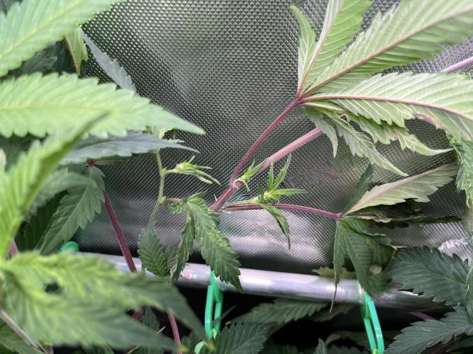 Pink Milk • Solfire. Week 9