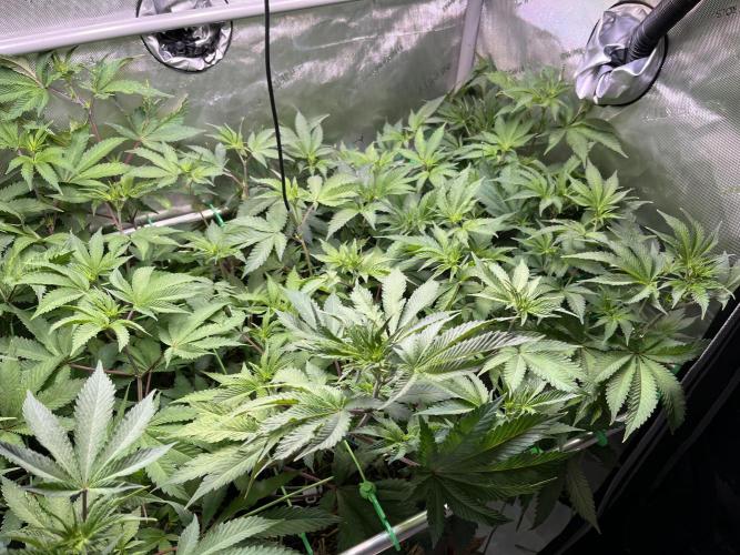Pink Milk • Solfire. Week 9