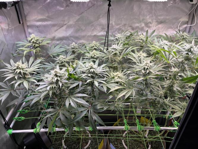 Chem-D Duet. Week 11