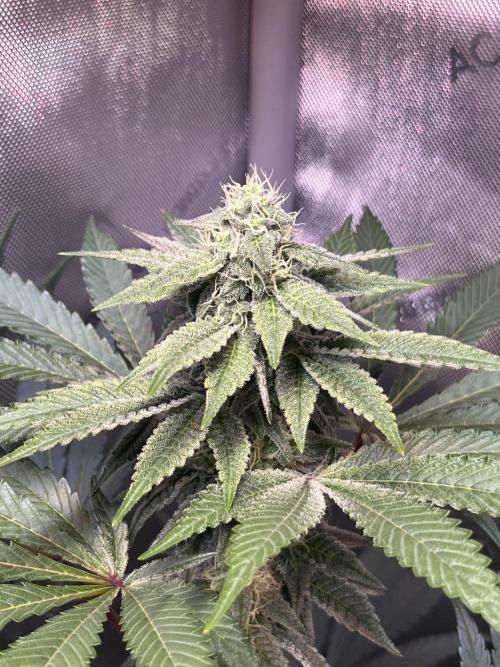 Chem-D Duet. Week 11