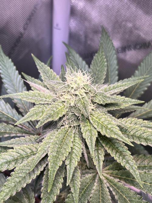 Chem-D Duet. Week 11