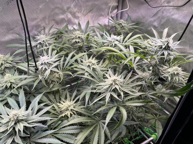 Chem-D Duet. Week 11 - Chemferno 