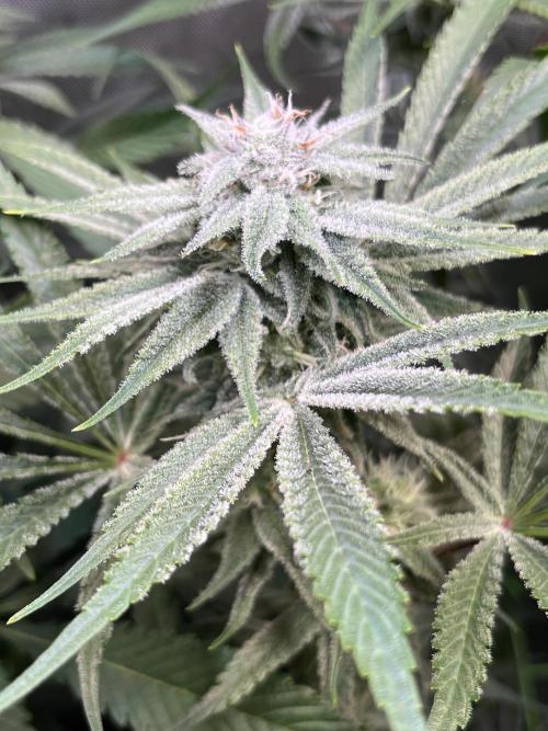 Chem-D Duet. Week 11 - Chemferno 