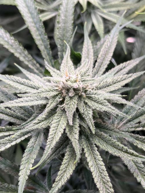 Chem-D Duet. Week 11