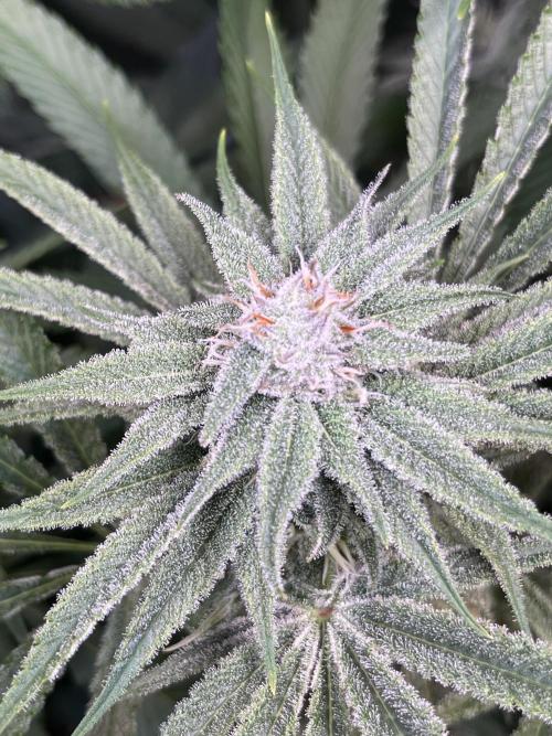 Chem-D Duet. Week 11