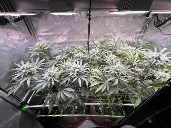 Chem-D Duet. Week 11