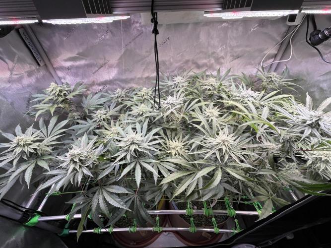 Chem-D Duet. Week 11