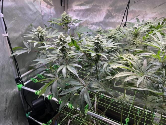 Chem-D Duet. Week 11