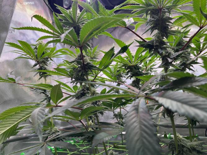 Chem-D Duet. Week 11
