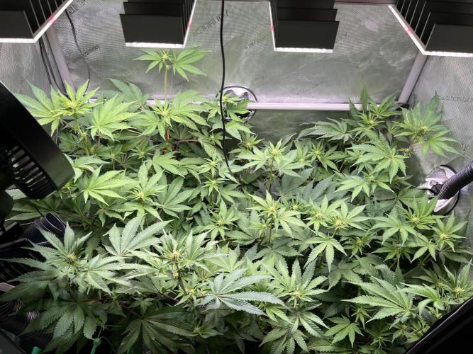 Pink Milk • Solfire. Week 10