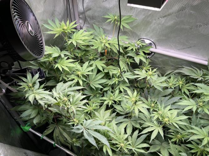 Pink Milk • Solfire. Week 10