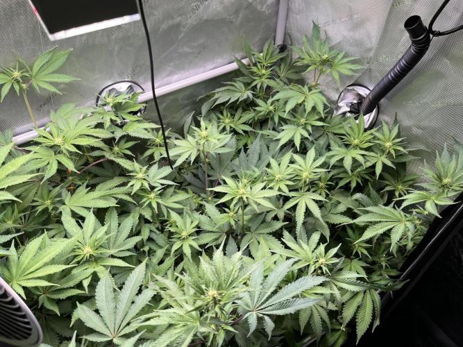 Pink Milk • Solfire. Week 10