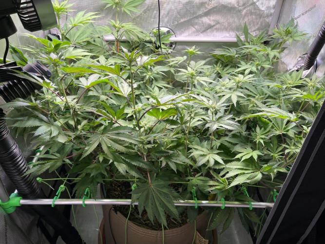 Pink Milk • Solfire. Week 10