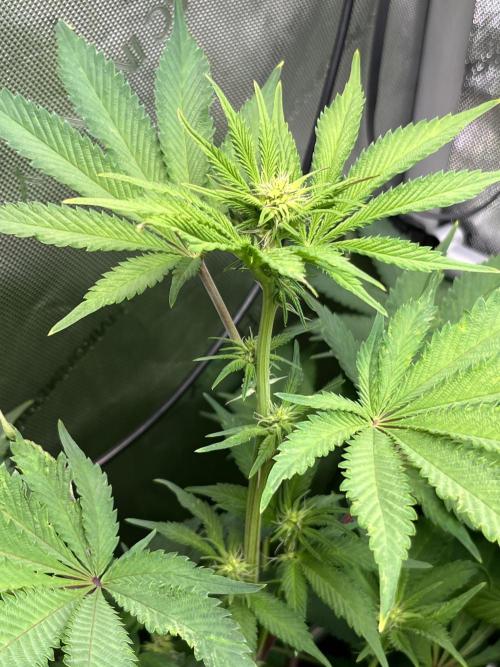 Pink Milk • Solfire. Week 10