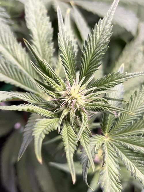 Pink Milk • Solfire. Week 10
