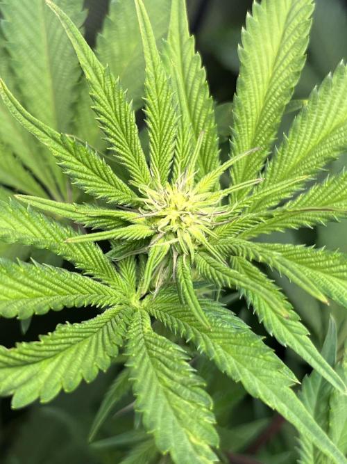 Pink Milk • Solfire. Week 10