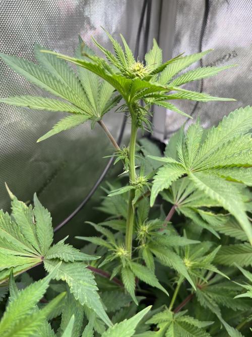 Pink Milk • Solfire. Week 10