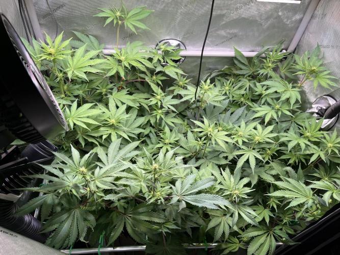 Pink Milk • Solfire. Week 10