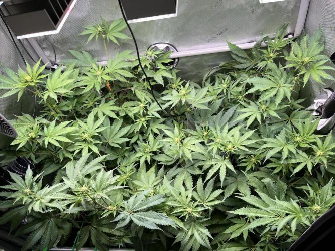 Pink Milk • Solfire. Week 10