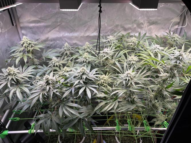 Chem-D Duet. Week 12