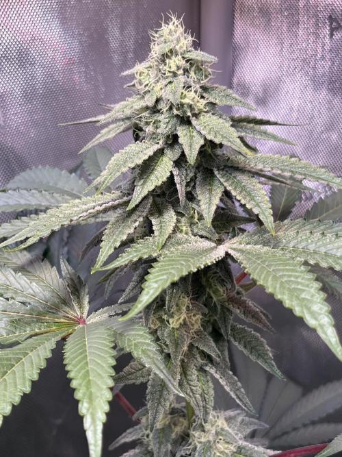 Chem-D Duet. Week 12 - Ocean Toxin