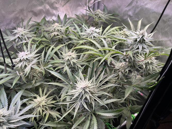 Chem-D Duet. Week 12 - Chemferno 