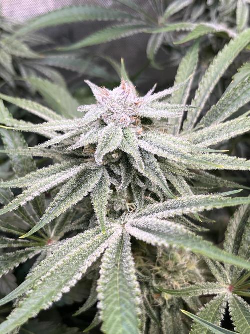 Chem-D Duet. Week 12 - Chemferno 