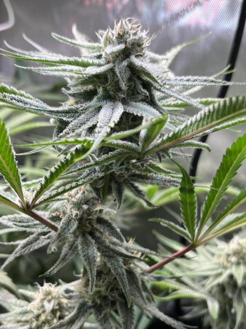Chem-D Duet. Week 12 - Chemferno 
