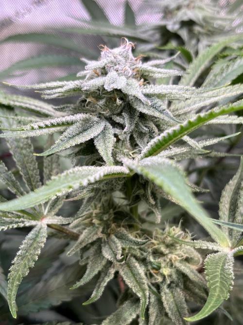 Chem-D Duet. Week 12 - Chemferno 