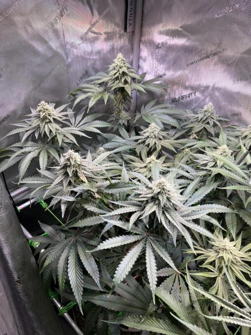 Chem-D Duet. Week 12