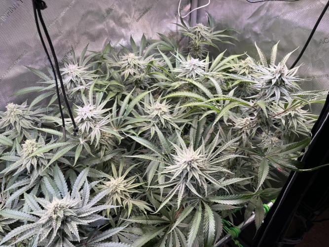Chem-D Duet. Week 12