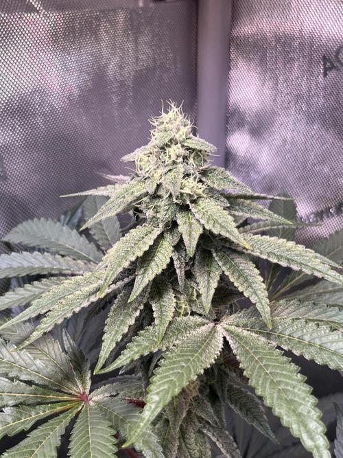 Chem-D Duet. Week 12