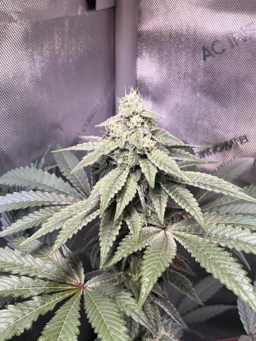 Chem-D Duet. Week 12