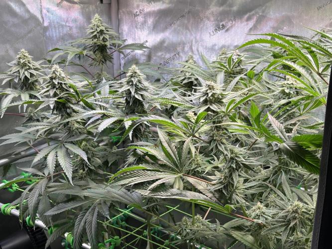 Chem-D Duet. Week 12
