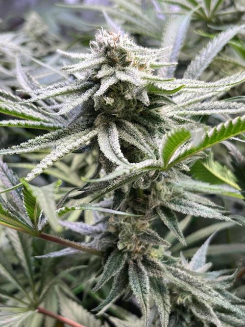 Chem-D Duet. Week 12