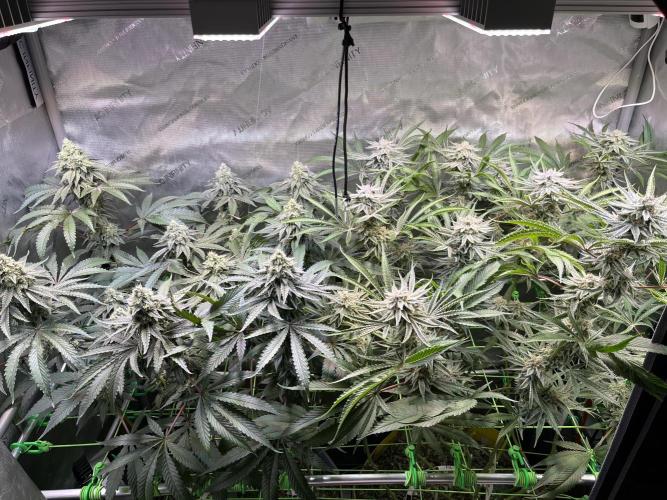 Chem-D Duet. Week 13